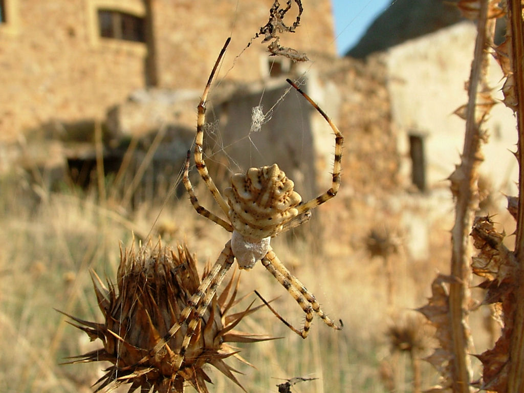 ... ammazza... quant'' grande... (Argiope lobata)